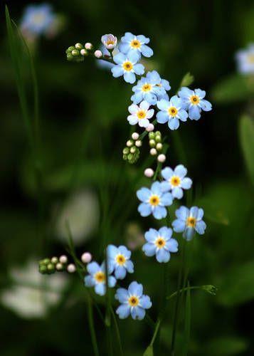 Sundrenched Serenity Blooms Symphony